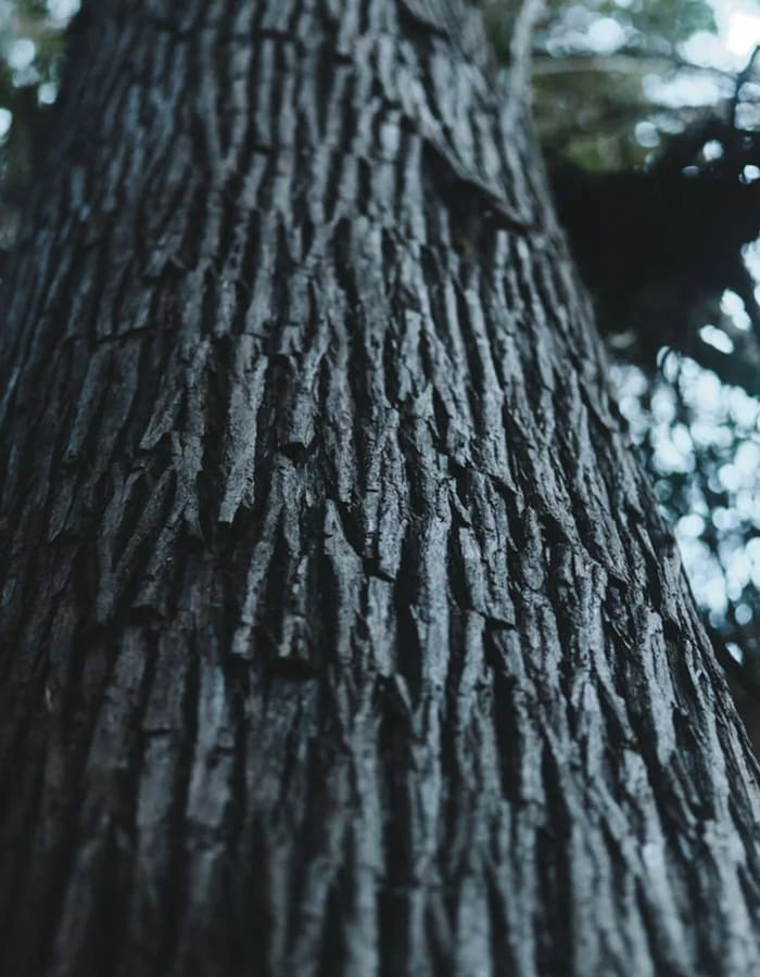 持続可能な社会、暮らしを未来に受け継いでいくために。