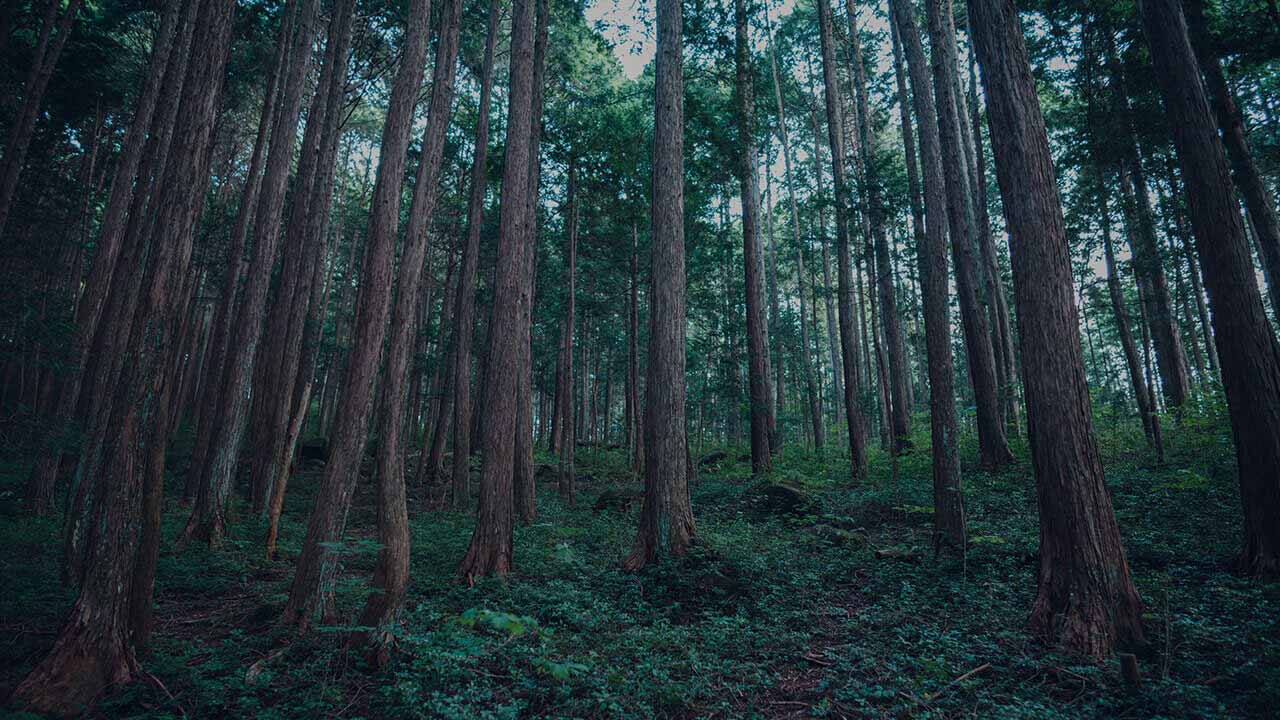 三和木の注文住宅のルーツである、自社保有で育む山林の木々。